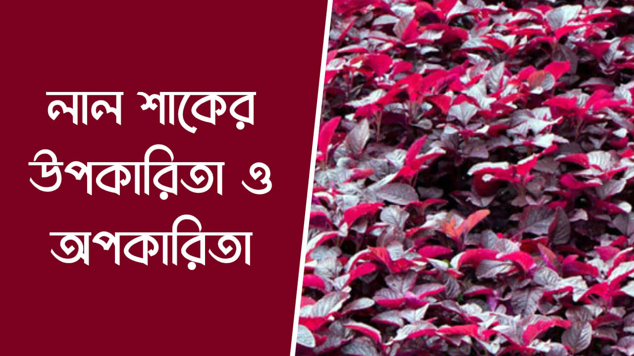 লাল শাকের উপকারিতা ও অপকারিতা